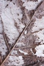 Transparent dried leaf of a poplar tree