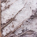 Transparent dried leaf of a poplar tree