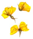 Transparent dried pressed yellow eschscholzia Royalty Free Stock Photo