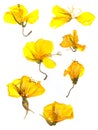 Transparent dried pressed yellow eschscholzia