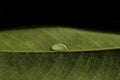 Transparent drop of water on a green leaf. Drop are sharp, macro closeup photo Royalty Free Stock Photo