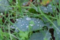 Transparent drop water on green wet leaf celandine in nature close up.