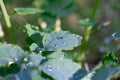 Transparent drop water on green wet leaf celandine in nature close up.