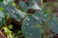 Transparent drop water on green wet leaf celandine in nature close up.