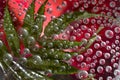 Transparent drops of autumn rain are located against the red background with green leaves.