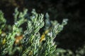 Transparent drops of freezing rain cover the needles of the Juniperus squamata Blue carpet. Selective focus.