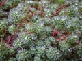 Transparent drops of freezing rain cover the needles of the Sedum. Selective focus.