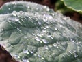 Transparent drops on the green leaf