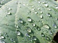 Transparent drops on leaf - close up