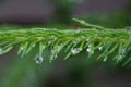 Transparent drops after rain on spruce branches