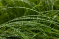 Transparent drops of water dew on fresh green grass in morning. Spring nature background with copy space Royalty Free Stock Photo
