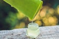 Transparent essence from aloe vera plant drips from leaves, Royalty Free Stock Photo