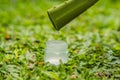 Transparent essence from aloe vera plant drips from leaves Royalty Free Stock Photo