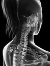 Transparent female skeleton - cervical spine
