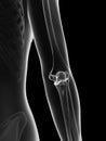 transparent female skeleton - elbow joint Royalty Free Stock Photo