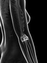 Transparent female skeleton - elbow joint Royalty Free Stock Photo