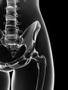 Transparent female skeleton - hip joint Royalty Free Stock Photo