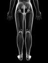 Transparent female skeleton - leg bones