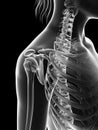 Transparent female skeleton - shoulder joint Royalty Free Stock Photo