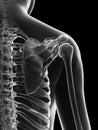 transparent female skeleton - shoulder joint Royalty Free Stock Photo