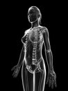 Transparent female skeleton - upper body