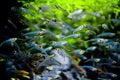 Transparent fish that form a flock