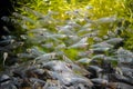 Transparent fish that form a flock