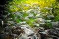 Transparent fish that form a flock