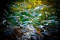 Transparent fish that form a flock