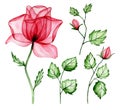 transparent flower pink rose. set of flower, buds and leaves. x-ray Royalty Free Stock Photo