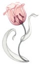 Transparent flowers, watercolor pink tulips illustration. Spring flowers clipart