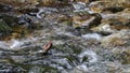 Transparent forest water flows between stones in nature