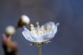 Ghost flower background with etheric cherry blossom Royalty Free Stock Photo