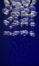 Transparent glass bubbles suspended from above create a mesmerizing visual display against a deep blue background, enhancing Royalty Free Stock Photo
