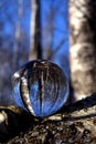 Transparent glass crystal ball in spring birch forest Royalty Free Stock Photo