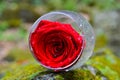 Glass, wine, flowers, nature, beautiful, summer, restaurant, day, communication