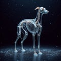 Transparent glass form of dog body with skeleton visible Royalty Free Stock Photo