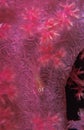 A transparent goby fish hiding on a pink coral Royalty Free Stock Photo