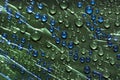 Transparent green and blue drops of water flow down on the glass  surface of a green background. Royalty Free Stock Photo