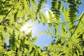 Transparent green fern leaves in sun back-lit Royalty Free Stock Photo