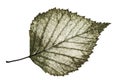 Transparent half-decayed old leaf birch with filigree pattern on Royalty Free Stock Photo