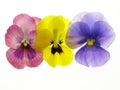 Transparent heartsease Royalty Free Stock Photo