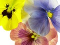 Transparent heartsease Royalty Free Stock Photo