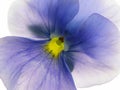 Transparent heartsease Royalty Free Stock Photo