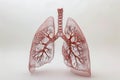 Transparent Human Lungs Anatomy Model Showcasing Respiratory System and Pulmonary Structure on White Background Royalty Free Stock Photo
