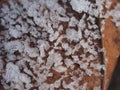 Transparent ice crystals on blades of grass and fallen leaves Royalty Free Stock Photo