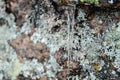 Transparent icicle on granite rock. Frozen water on stones. Clear water in spring