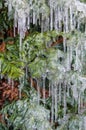 White cover on coniferous juniper