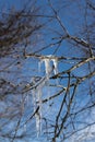 transparent icicles hanging from tree branches, shining in the sun against a blue sky Royalty Free Stock Photo