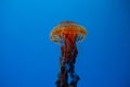 Jellyfish swimming in the open sea